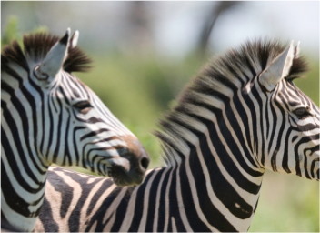 San Diego Zoo